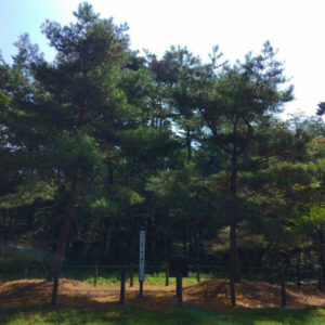 千本松牧場内・昭和天皇お手植え松