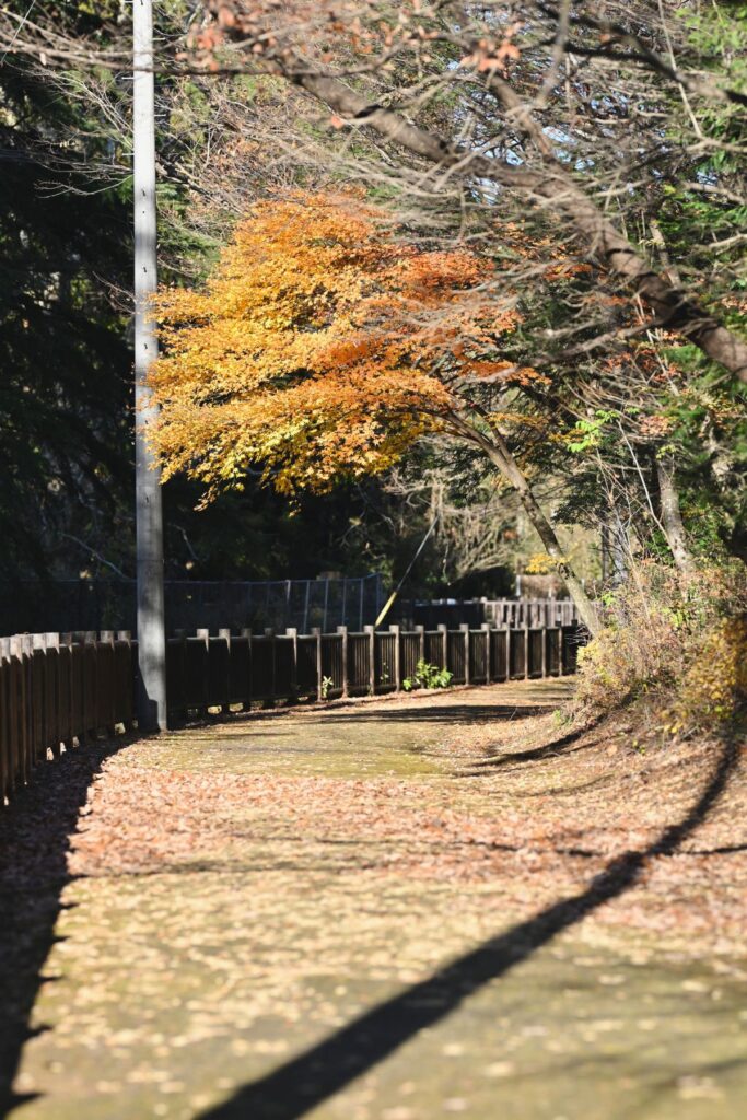 ONSEN・ガストロノミーウォーキング in 那須塩原2025の紅葉がきれいな那須疏水