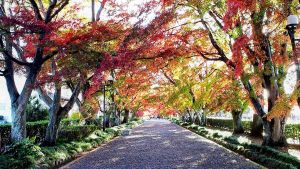 西那須野の大山参道