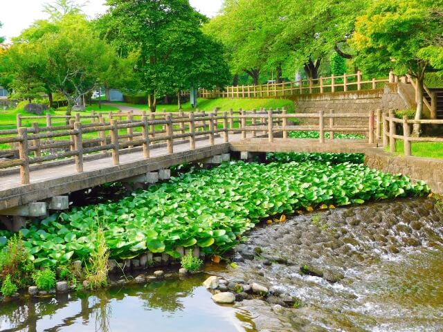 那珂川河畔公園の湿地の木道の様子