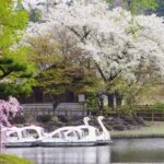 那珂川河畔公園のスワンボートと桜