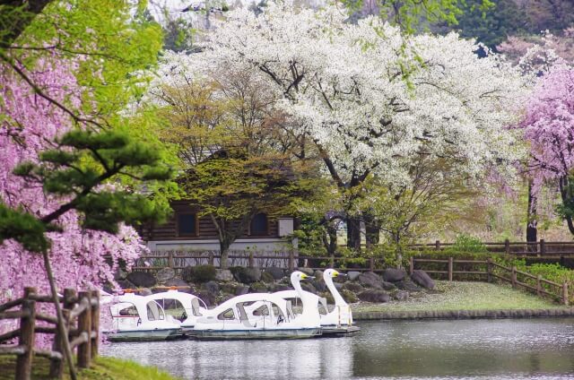 那珂川河畔公園のスワンボートと桜