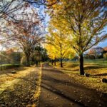 那珂川河畔公園の紅葉、イチョウと青い空、太陽の日差しが差し込む様子