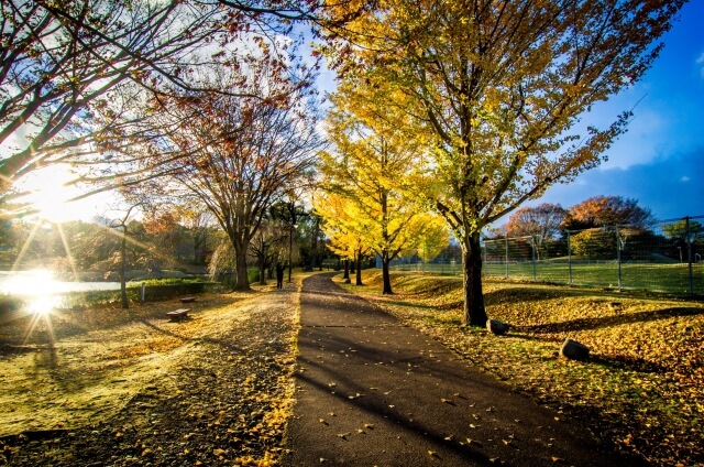 那珂川河畔公園の紅葉、イチョウと青い空、太陽の日差しが差し込む様子